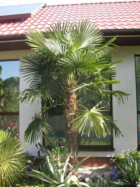 Pokoje Goscinne Pod Palmami 布斯克·兹德鲁伊 客房 照片