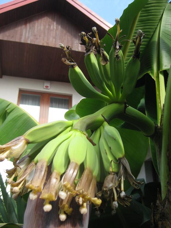 Pokoje Goscinne Pod Palmami 布斯克·兹德鲁伊 外观 照片